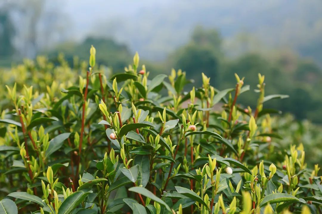 茶葉殺青采用超低氮蒸汽發(fā)生器，精準(zhǔn)控制烘干溫度及濕度！